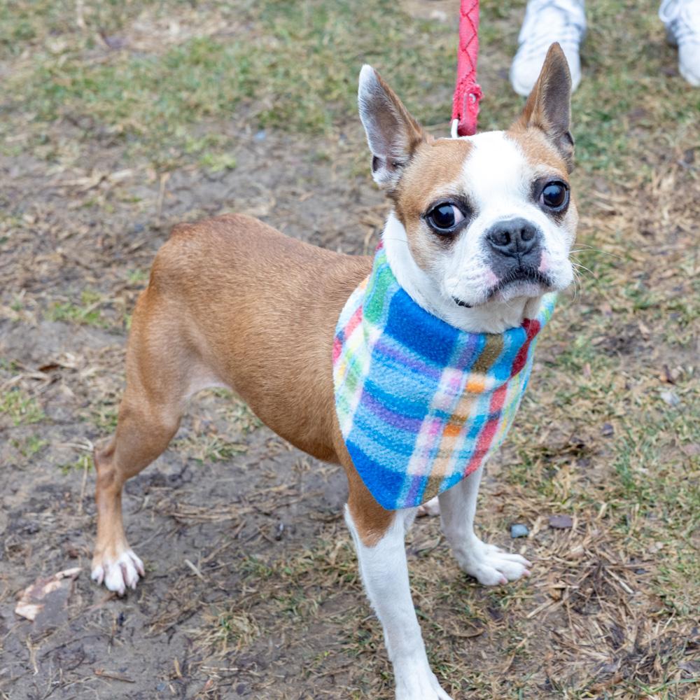 Jasper (Male)    Avail 3/7, adopted, Adult Male Boston Terrier.