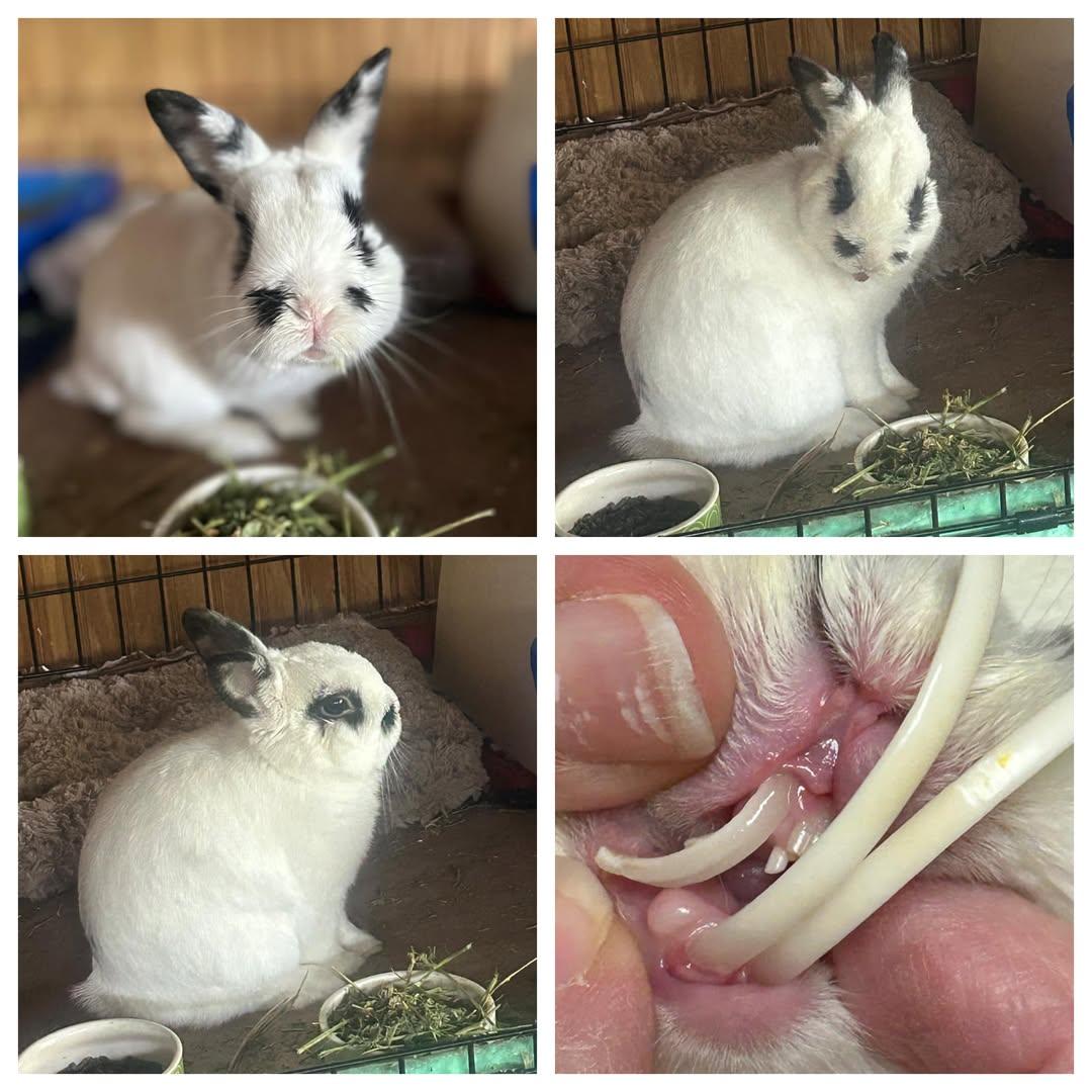 Enlarge Parry, a Adopted mixed breed in San Antonio, TX image 5/5