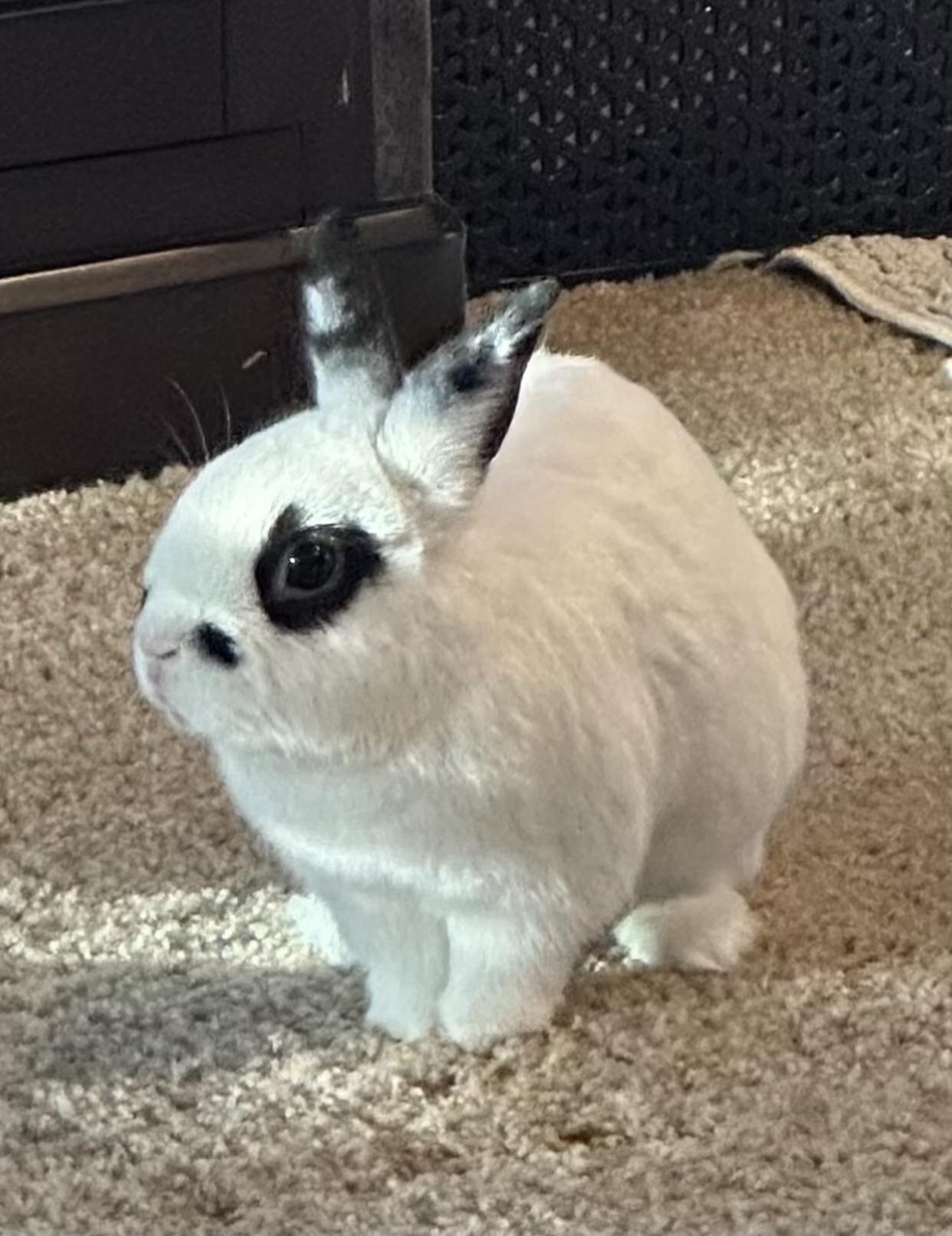 Enlarge Parry, a Adopted mixed breed in San Antonio, TX image 3/5