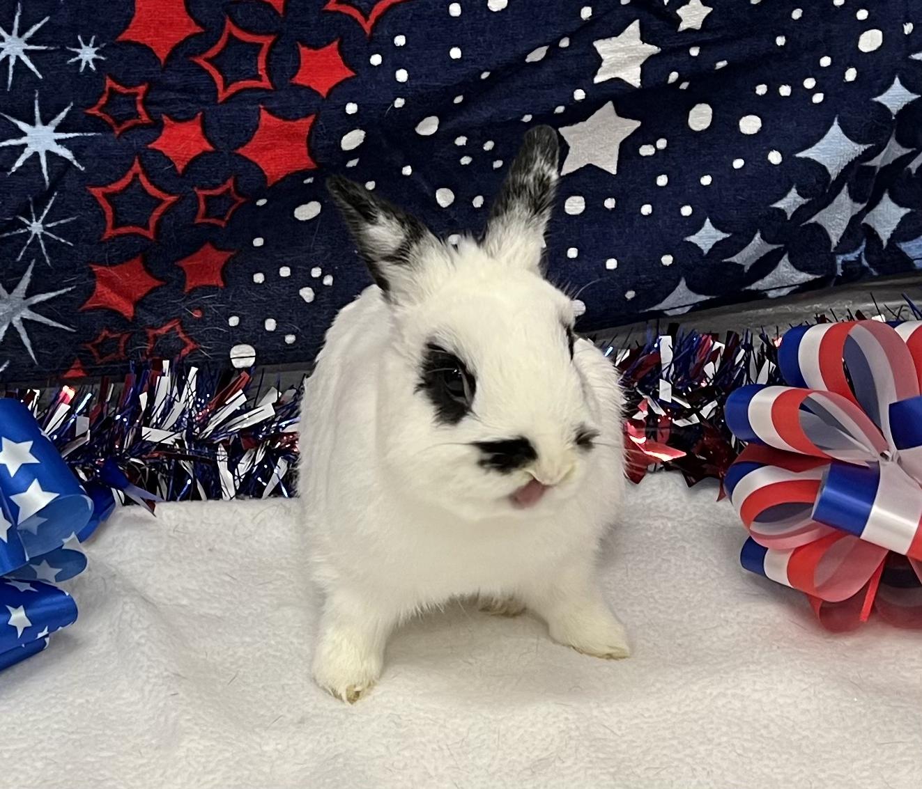 Enlarge Parry, a Adopted mixed breed in San Antonio, TX image 1/5