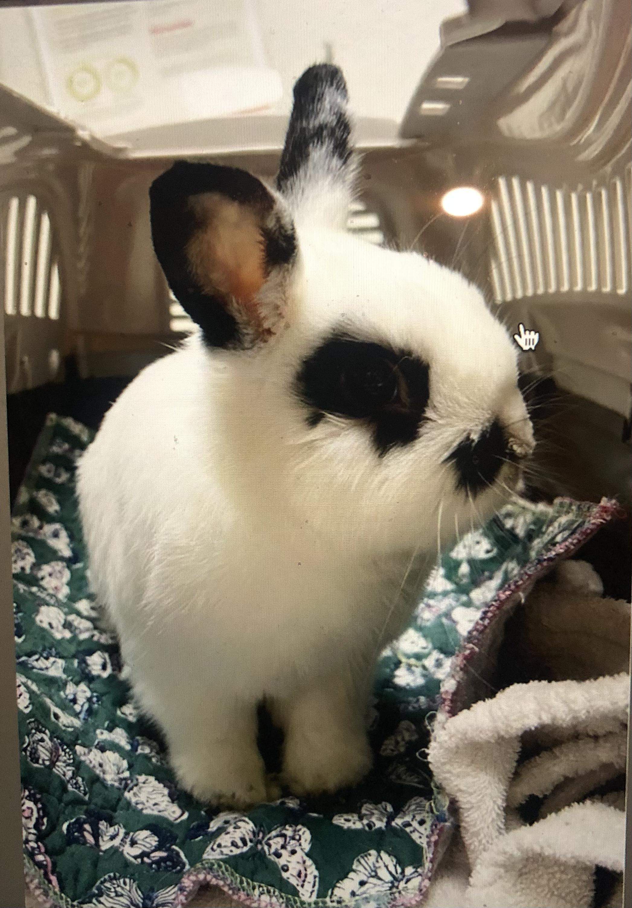 Enlarge Parry, a Adopted mixed breed in San Antonio, TX image 2/5