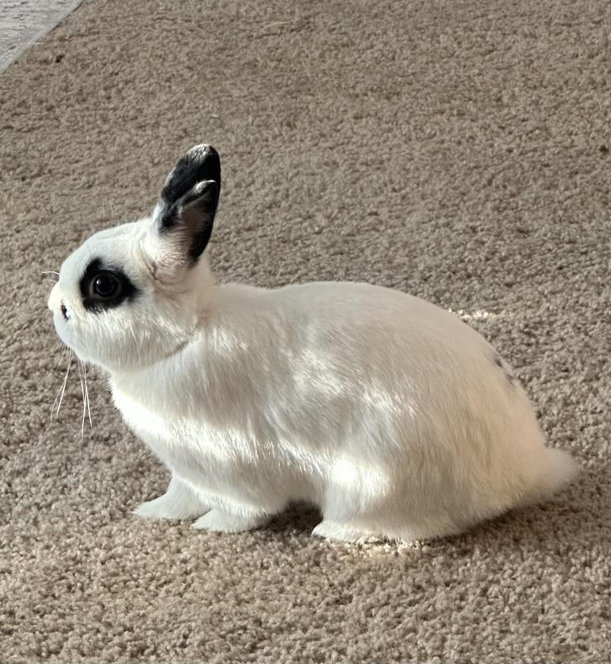 Enlarge Parry, a Adopted mixed breed in San Antonio, TX image 4/5