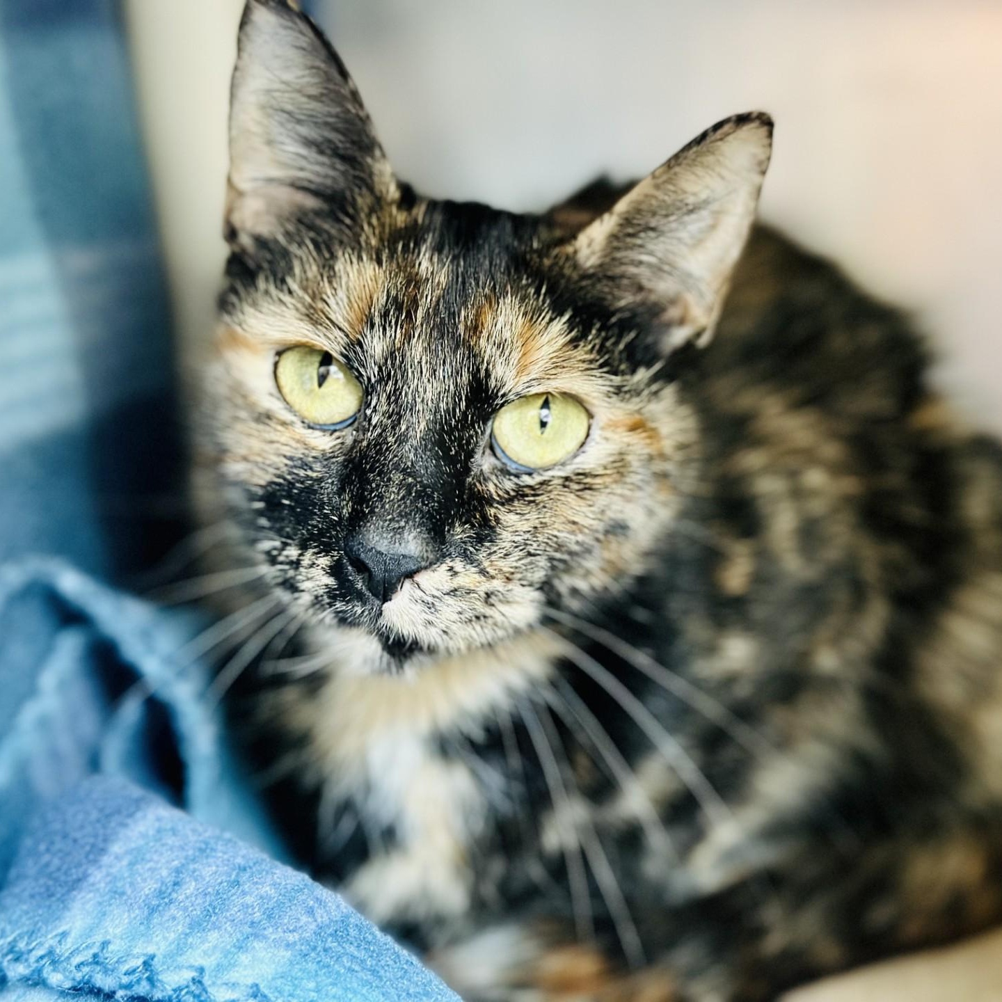 Nala , ADOPTABLE, Adult Female Domestic Short Hair.