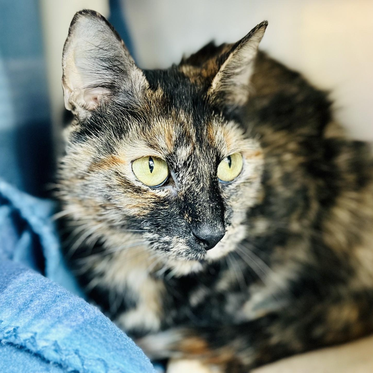 Enlarge Nala , a ADOPTABLE Domestic Short Hair in Jackson, NJ image 2/2