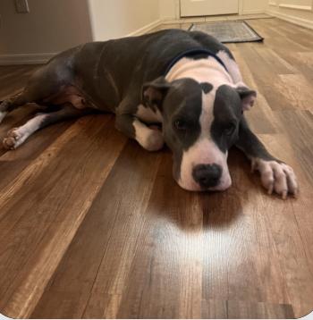 Enlarge Baloo, a Adoptable mixed breed in Scottsdale, AZ image 1/6