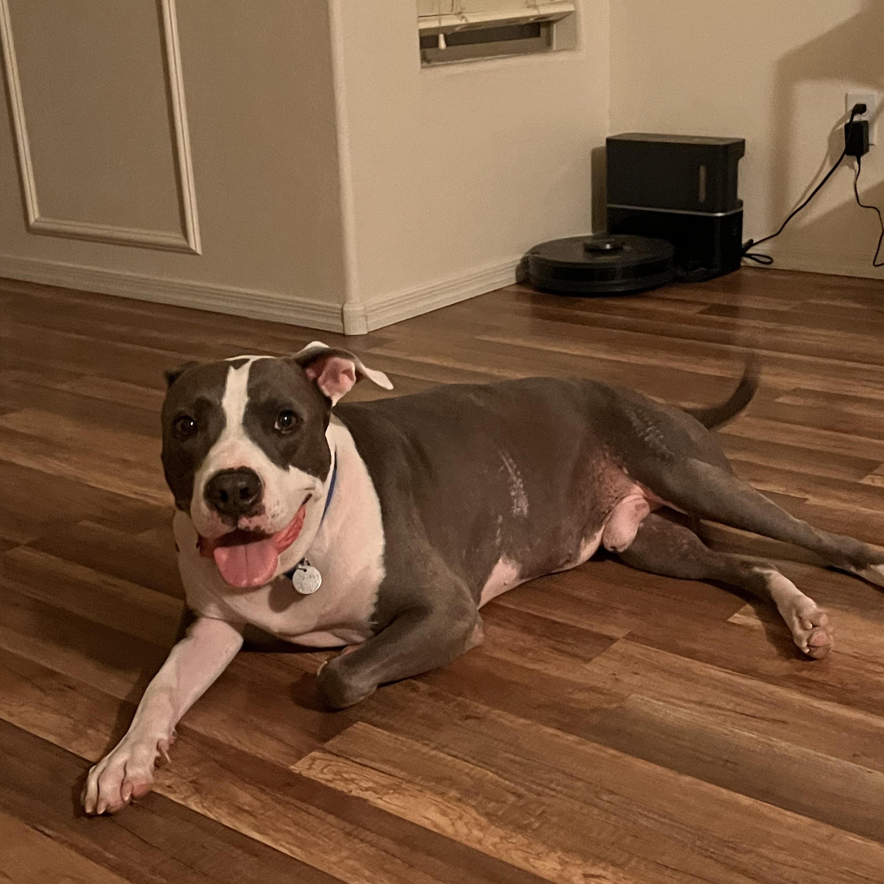 Enlarge Baloo, a Adoptable mixed breed in Scottsdale, AZ image 2/6