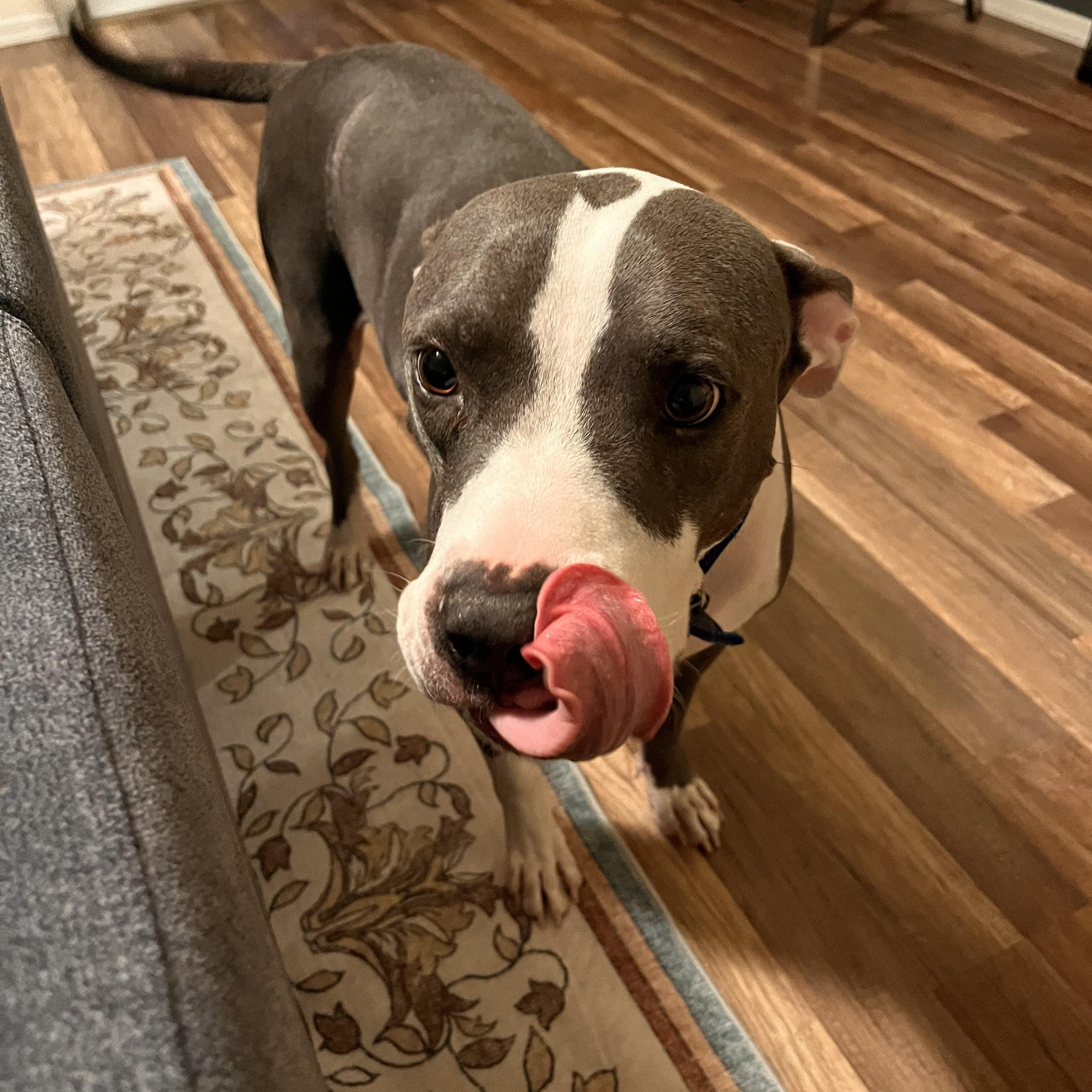 Enlarge Baloo, a Adoptable mixed breed in Scottsdale, AZ image 3/6