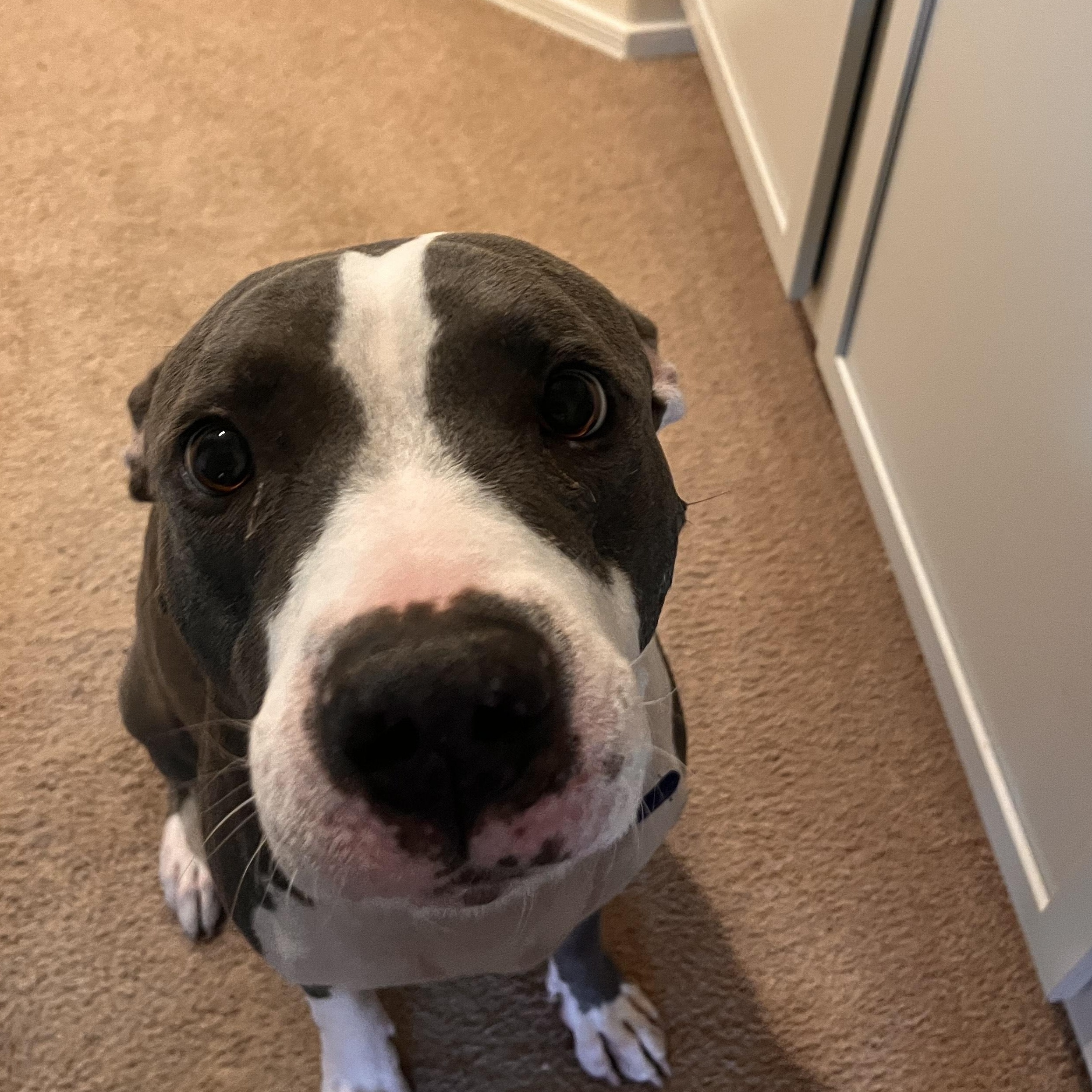 Enlarge Baloo, a Adoptable mixed breed in Scottsdale, AZ image 4/6