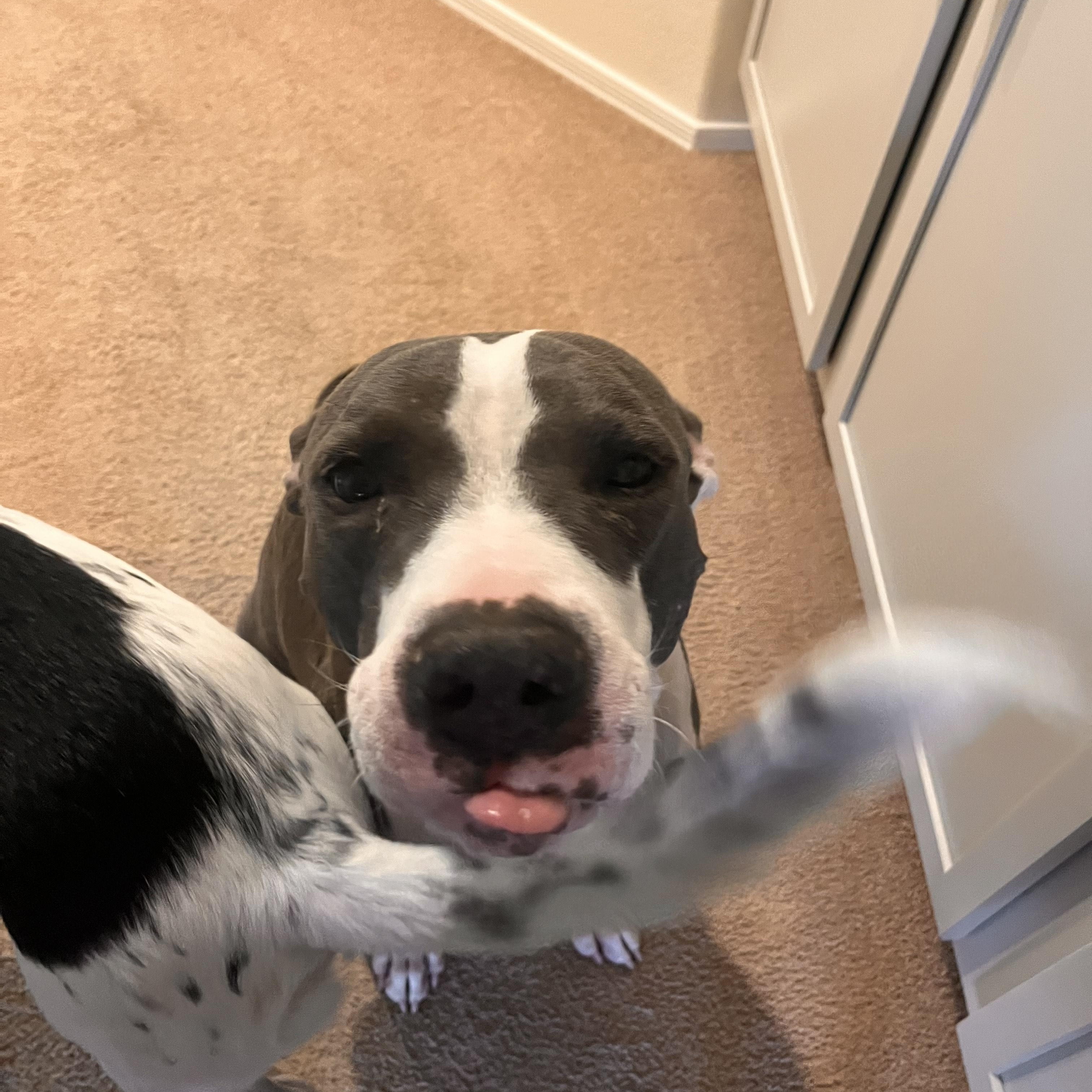 Enlarge Baloo, a Adoptable mixed breed in Scottsdale, AZ image 5/6