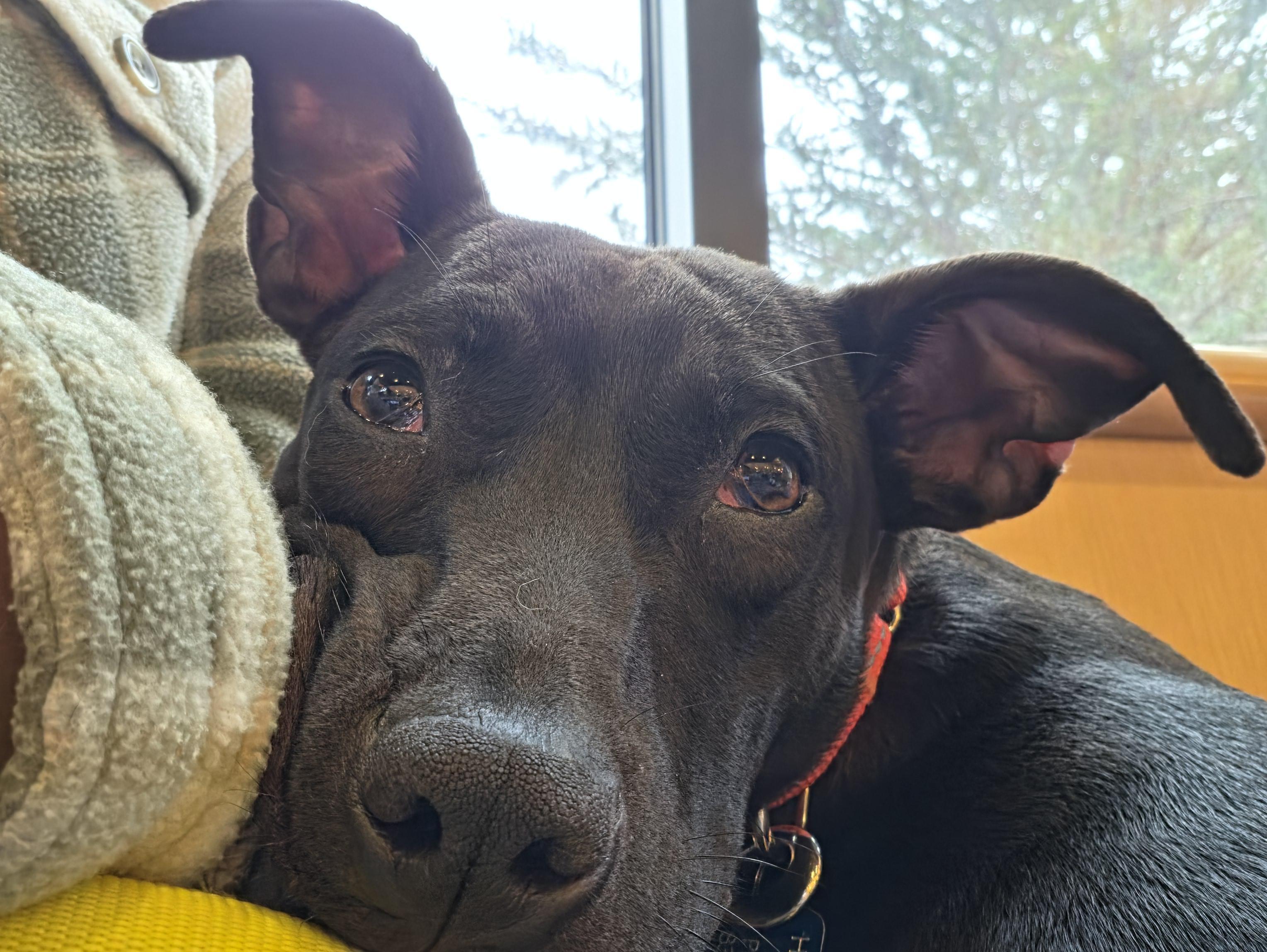 Enlarge Becca, a Adoptable mixed breed in Salinas, CA image 4/6