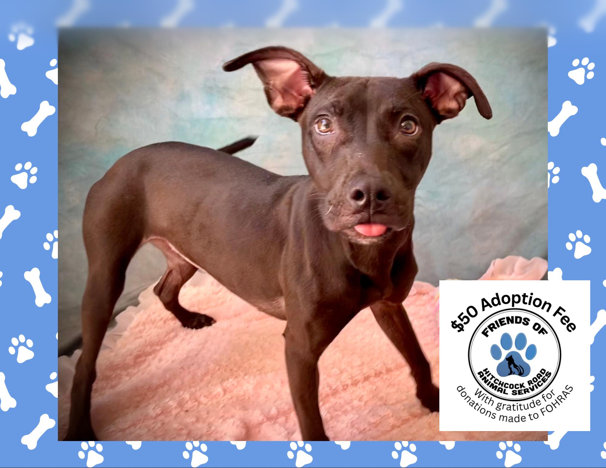 Enlarge Becca, a Adoptable mixed breed in Salinas, CA image 1/6