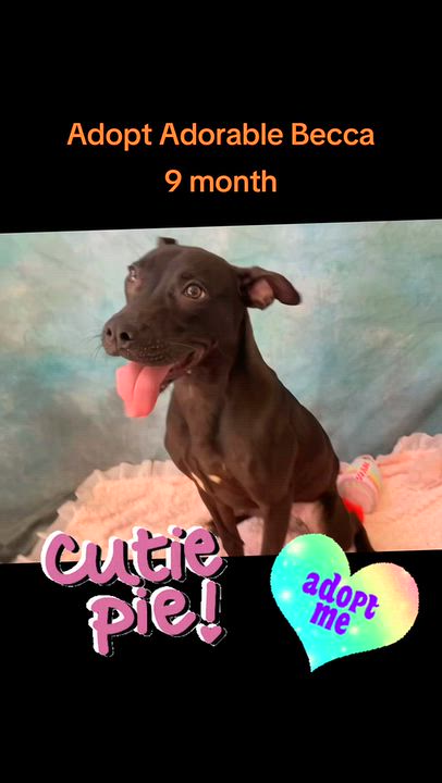 Enlarge Becca, a Adoptable mixed breed in Salinas, CA video 6/6