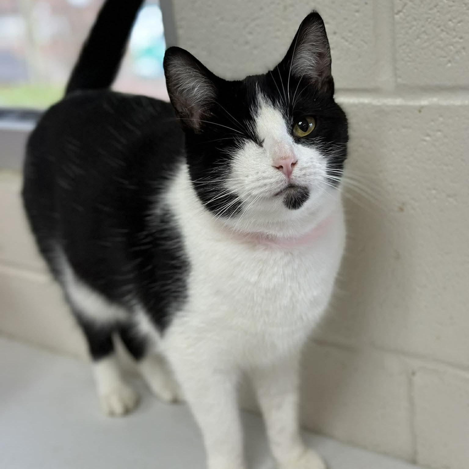 Enlarge Nim, an adoptable Domestic Short Hair in Portsmouth, OH image 1/1