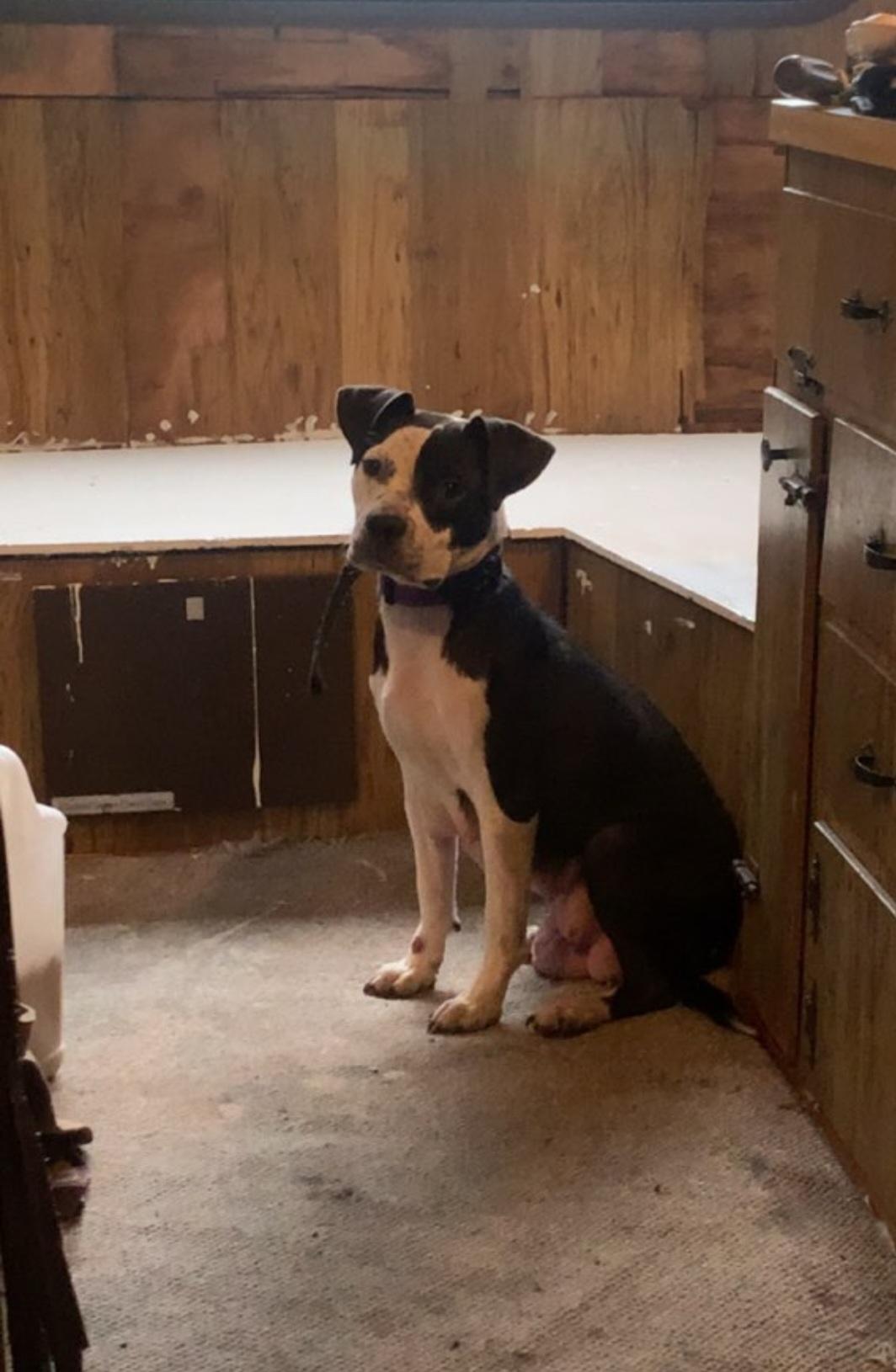 Lilac, ADOPTABLE, Adult Female Pit Bull Terrier.