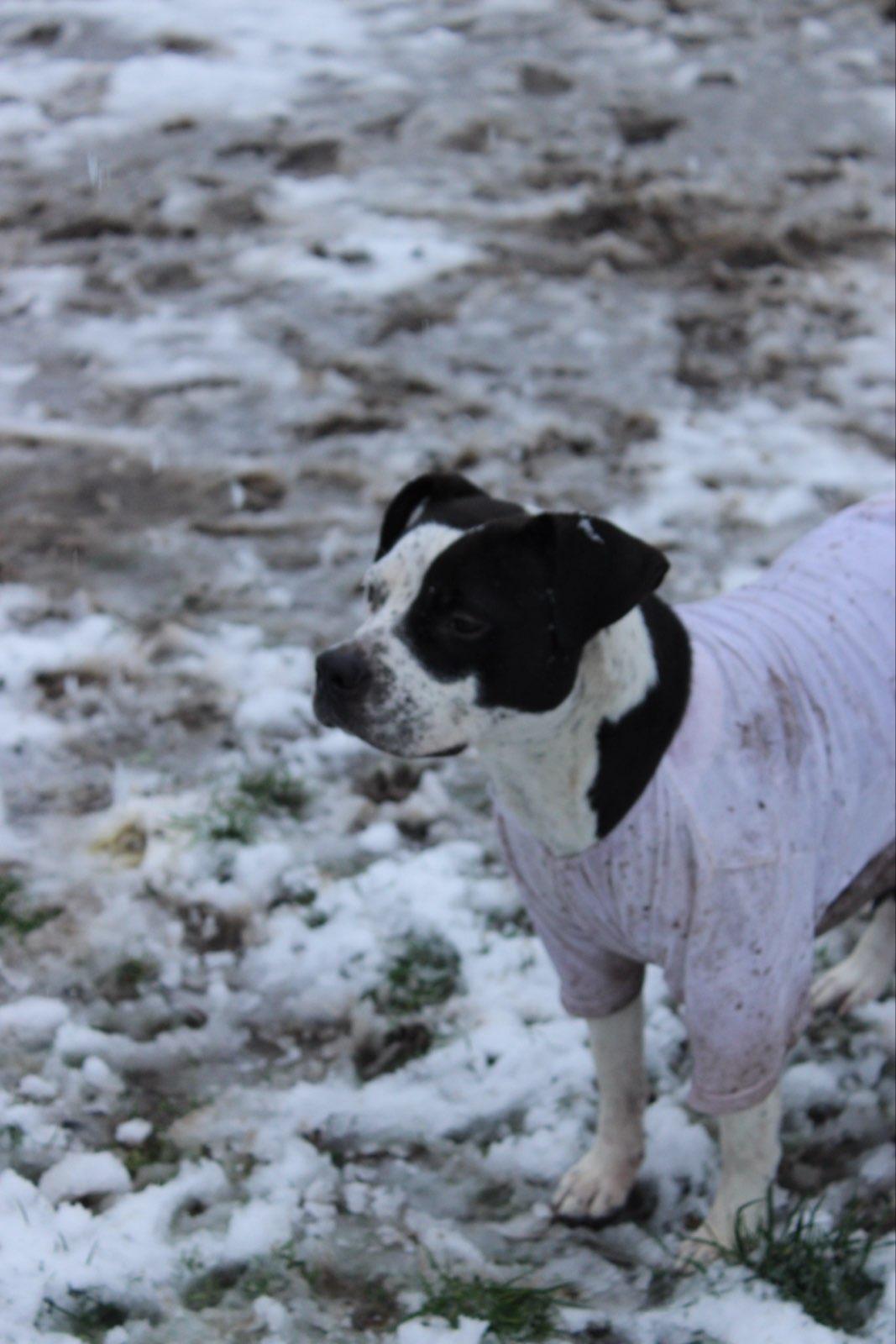 Enlarge Lilac, a ADOPTABLE mixed breed in Tacoma, WA image 6/6