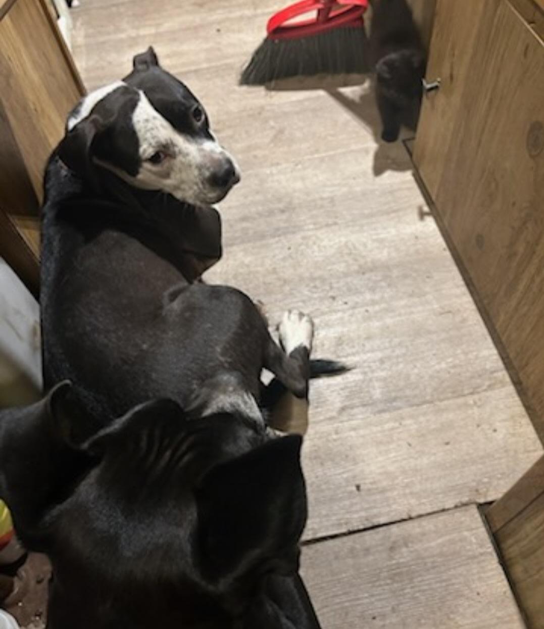 Enlarge Lilac, a ADOPTABLE mixed breed in Tacoma, WA image 3/6