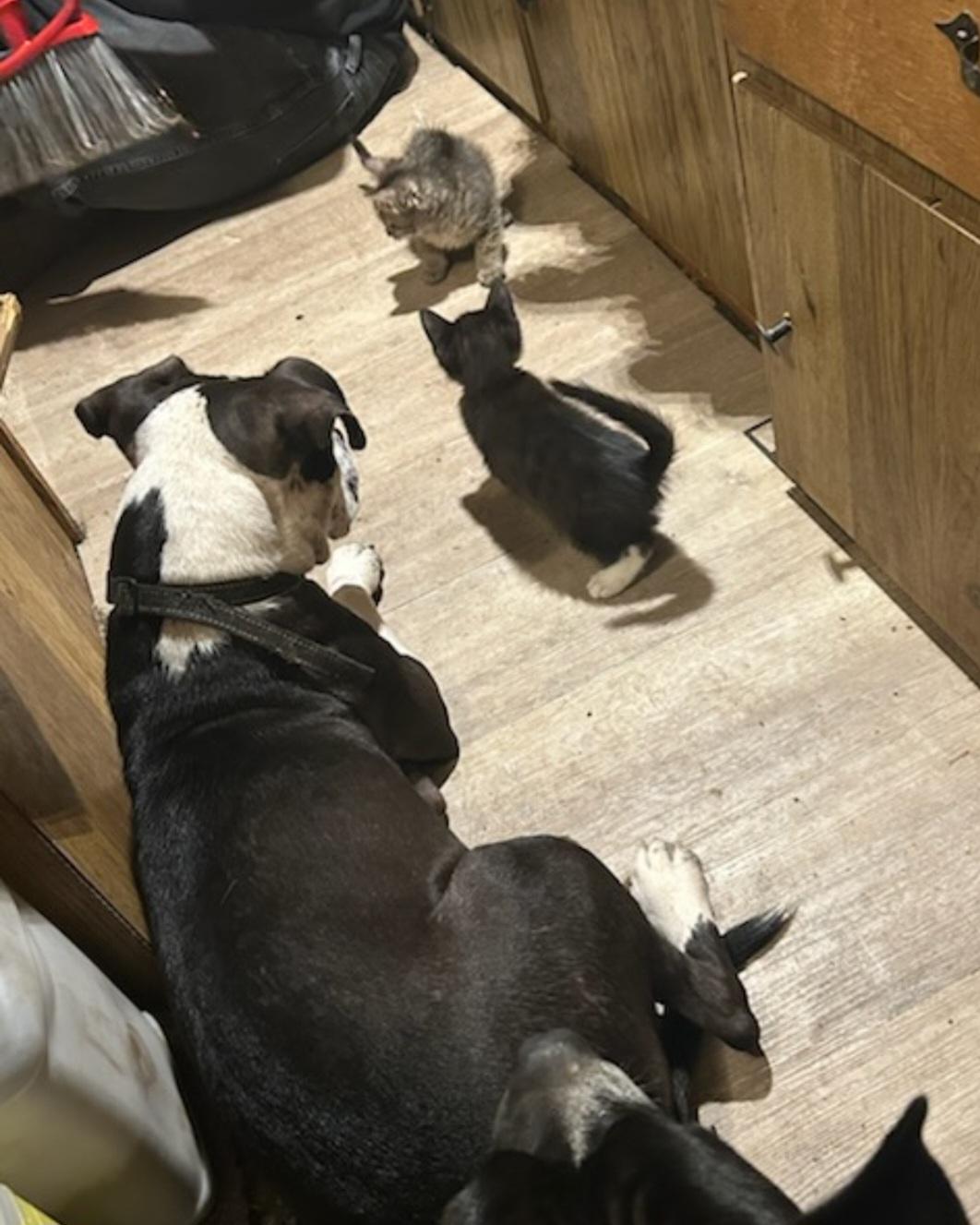 Enlarge Lilac, a ADOPTABLE mixed breed in Tacoma, WA image 5/6