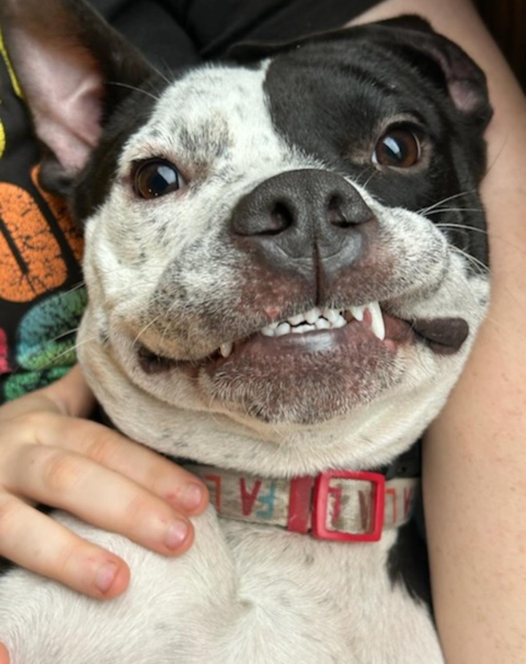 Enlarge Lilac, a ADOPTABLE mixed breed in Tacoma, WA image 2/6