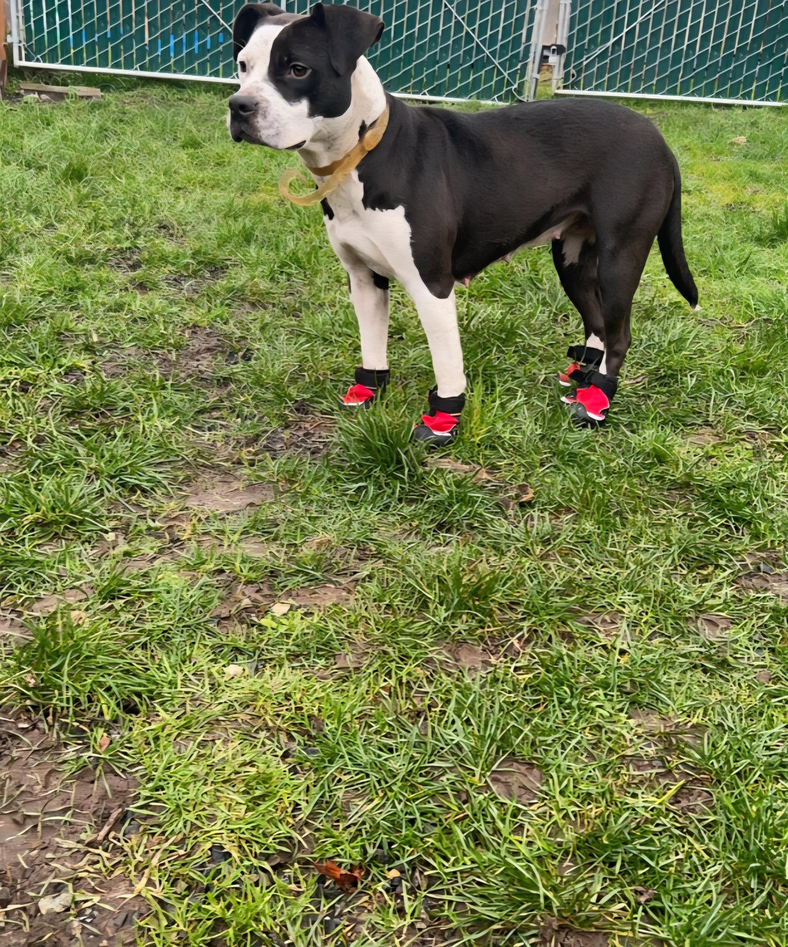 Enlarge Lilac, a ADOPTABLE mixed breed in Tacoma, WA image 4/6