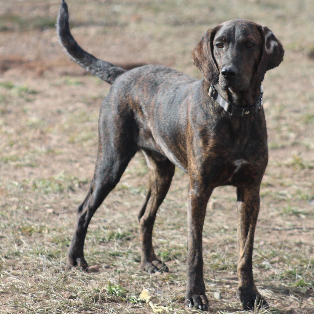 George, a Adoptable Black and Tan Coonhound in Pagosa Springs, CO image 3/5