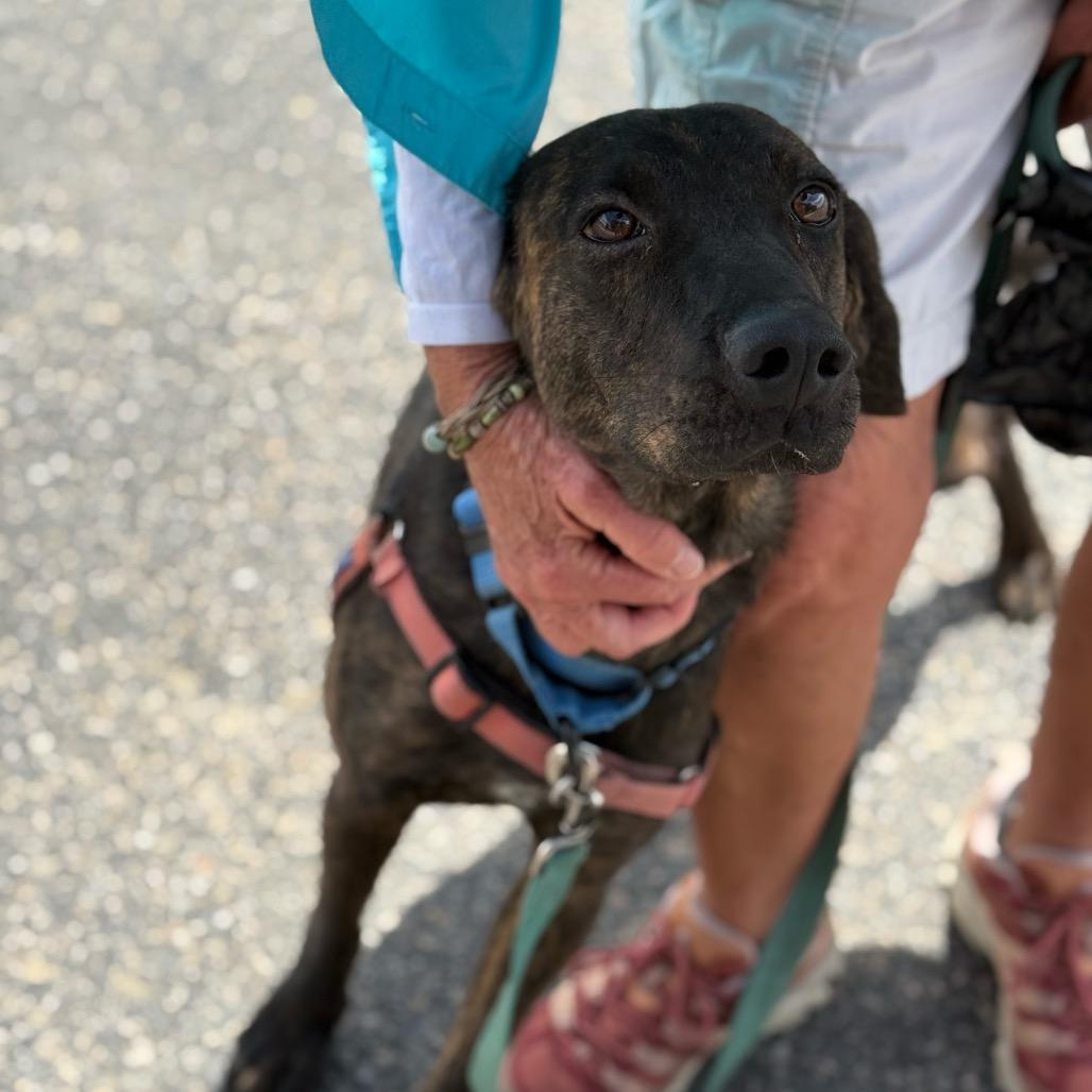 George, a Adoptable Black and Tan Coonhound in Pagosa Springs, CO image 5/5