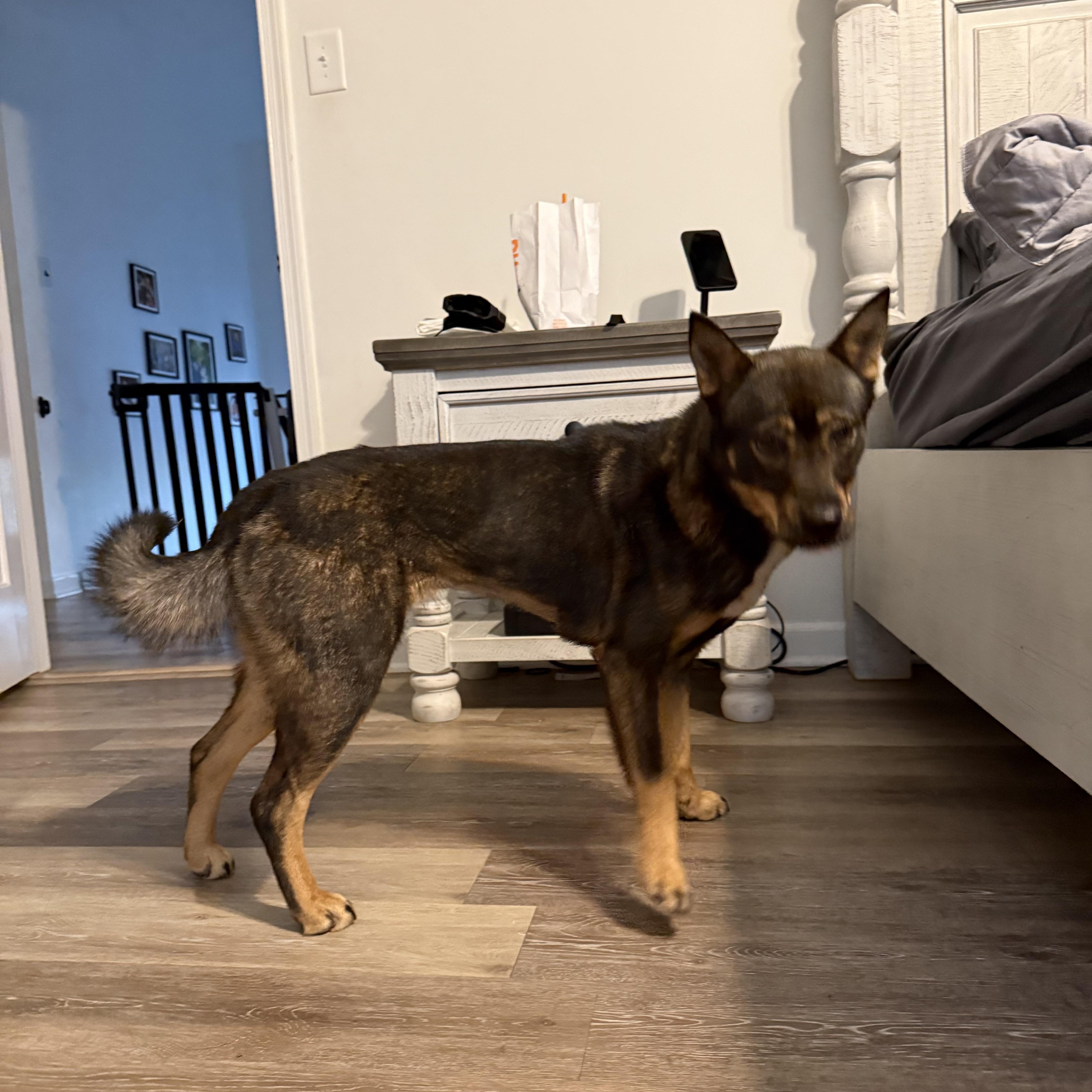 Enlarge Daphne, a ADOPTABLE mixed breed in Medford, NJ image 2/2