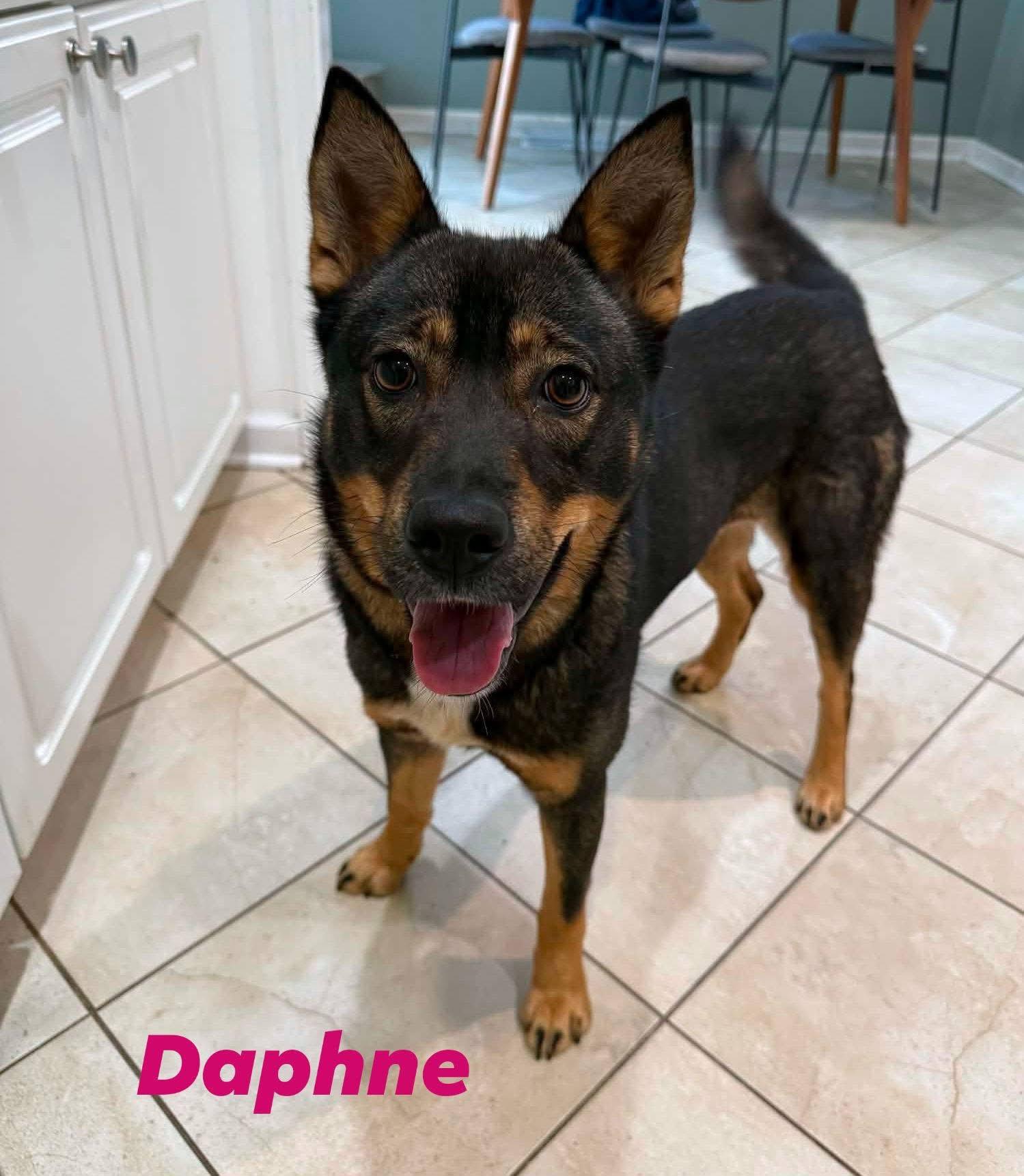 Daphne, ADOPTABLE, Adult Female Australian Kelpie.