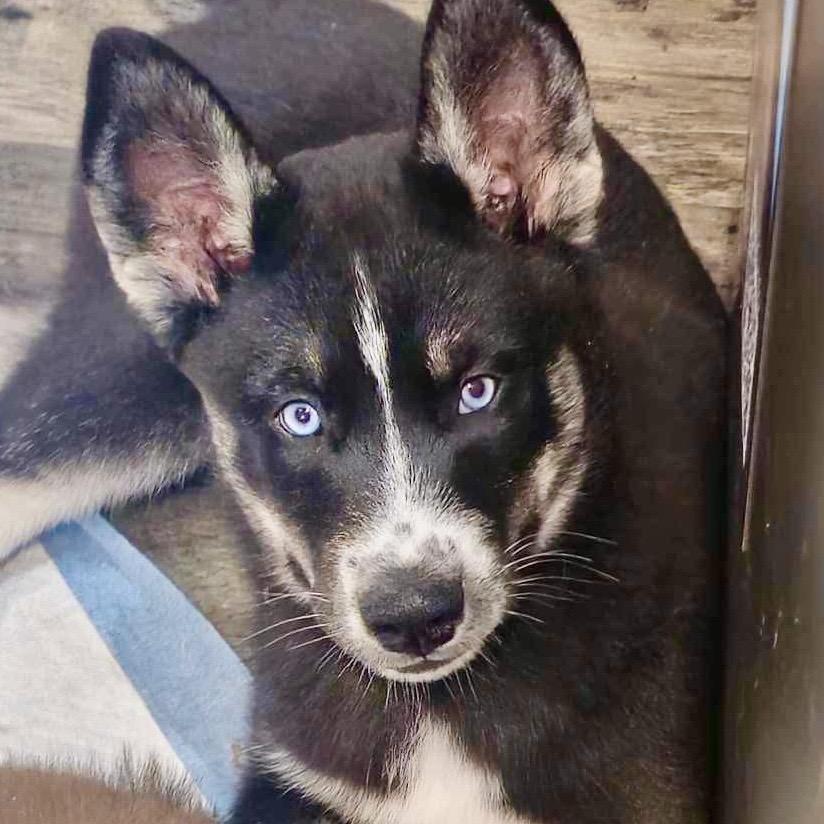 Puff, Adoptable, Puppy Female Siberian Husky & Husky.