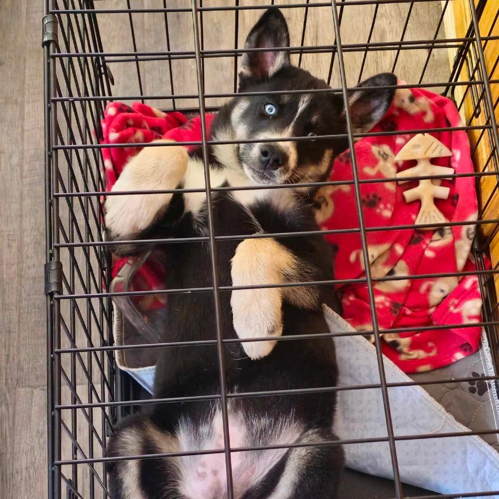 Enlarge Puff, a Adoptable mixed breed in Blaine, MN image 5/6