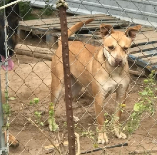 Mousey, a Adoptable mixed breed in Austin, TX image 1/4
