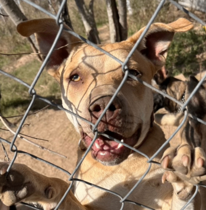 Mousey, a Adoptable mixed breed in Austin, TX image 2/4