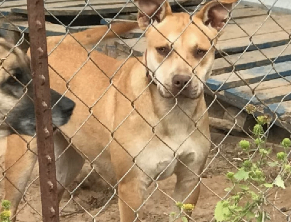 Mousey, a Adoptable mixed breed in Austin, TX image 3/4