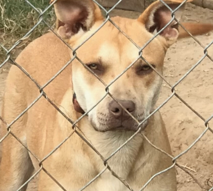 Mousey, a Adoptable mixed breed in Austin, TX image 4/4