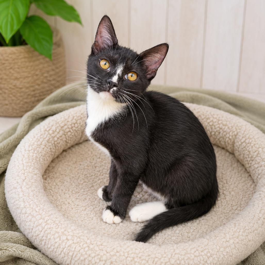 Enlarge Sock, a Adoptable Domestic Short Hair in San Diego, CA image 2/4