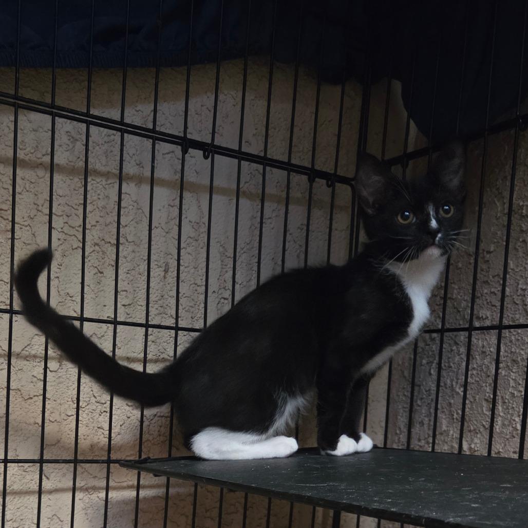 Enlarge Sock, a Adoptable Domestic Short Hair in San Diego, CA image 3/4