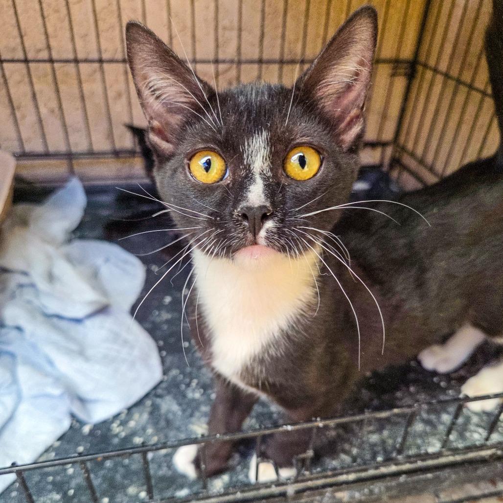 Enlarge Sock, a Adoptable Domestic Short Hair in San Diego, CA image 4/4