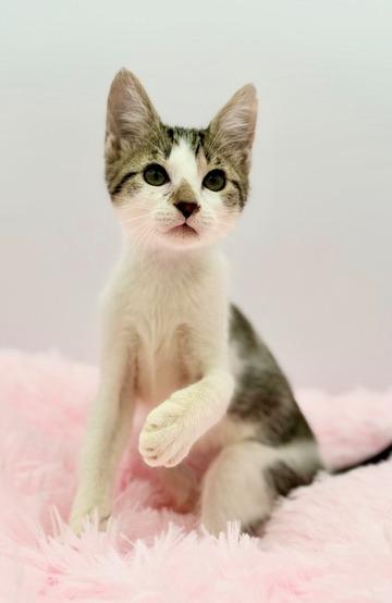 Buc-ees, an adopted Domestic Short Hair in Covington, LA image 6/6