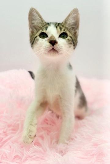 Buc-ees, an adopted Domestic Short Hair in Covington, LA image 2/6