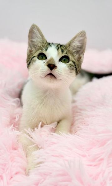 Buc-ees, adopted, Kitten Female Domestic Short Hair.