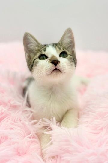Buc-ees, an adopted Domestic Short Hair in Covington, LA image 4/6