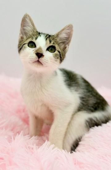 Buc-ees, an adopted Domestic Short Hair in Covington, LA image 5/6