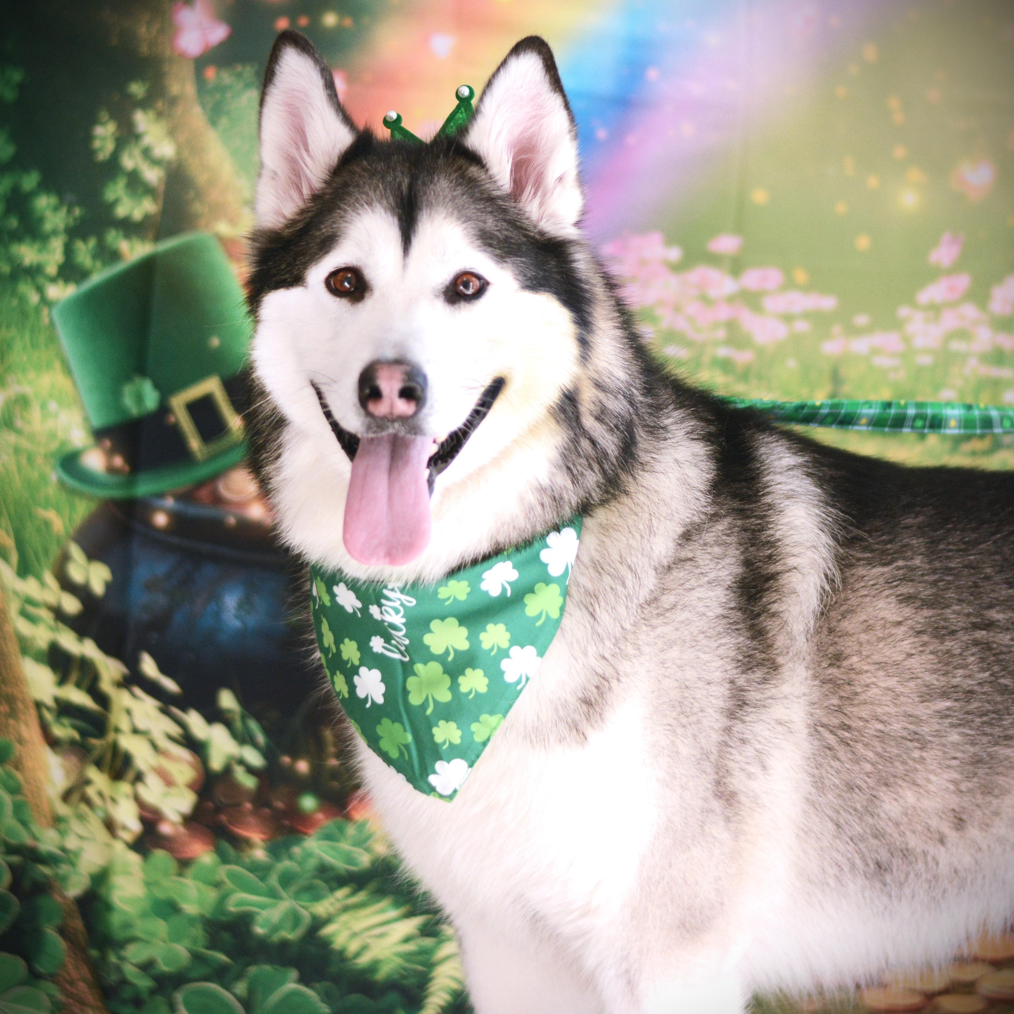 Enlarge Lulu, an adoptable mixed breed in Amsterdam, NY image 1/4