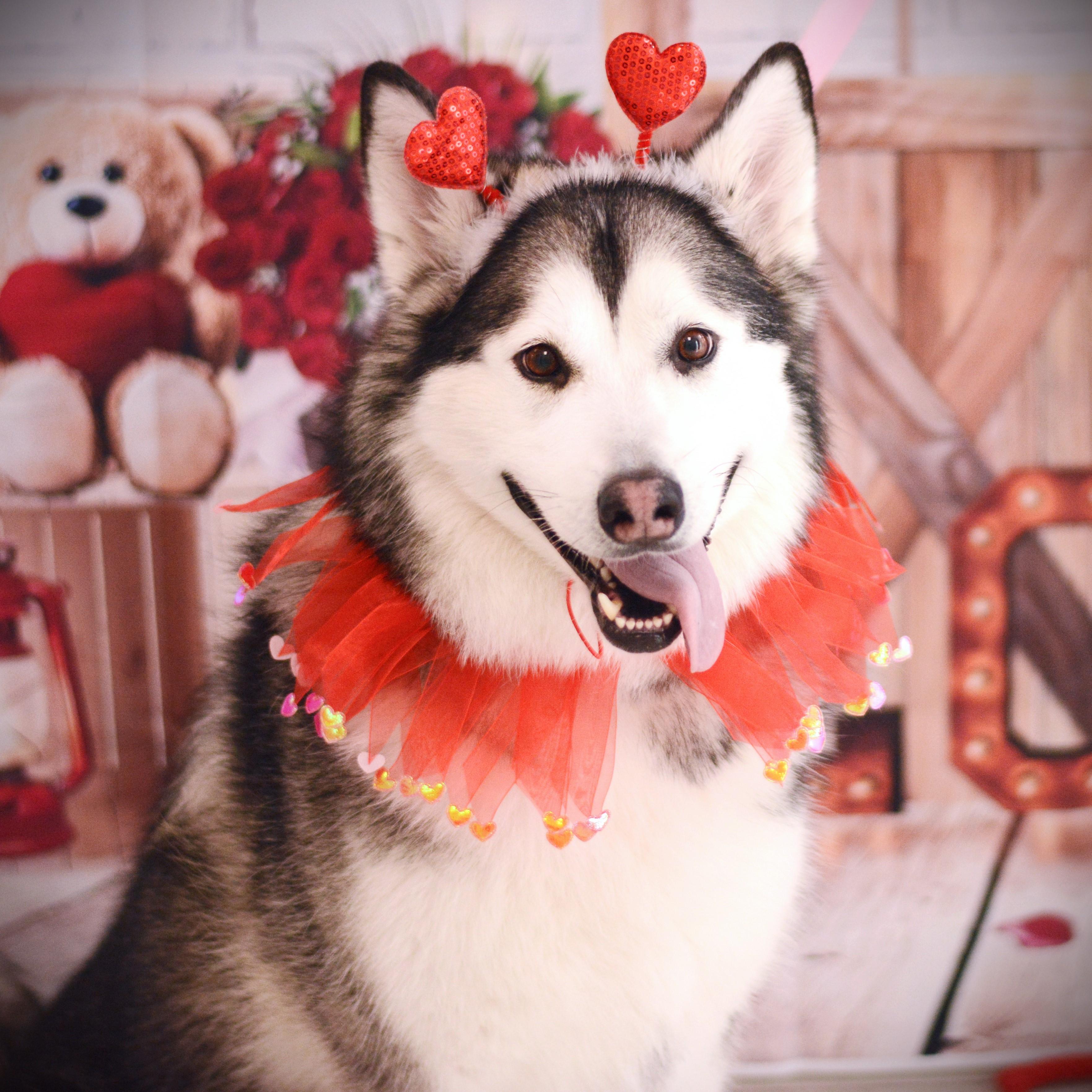 Enlarge Lulu, an adoptable mixed breed in Amsterdam, NY image 2/4