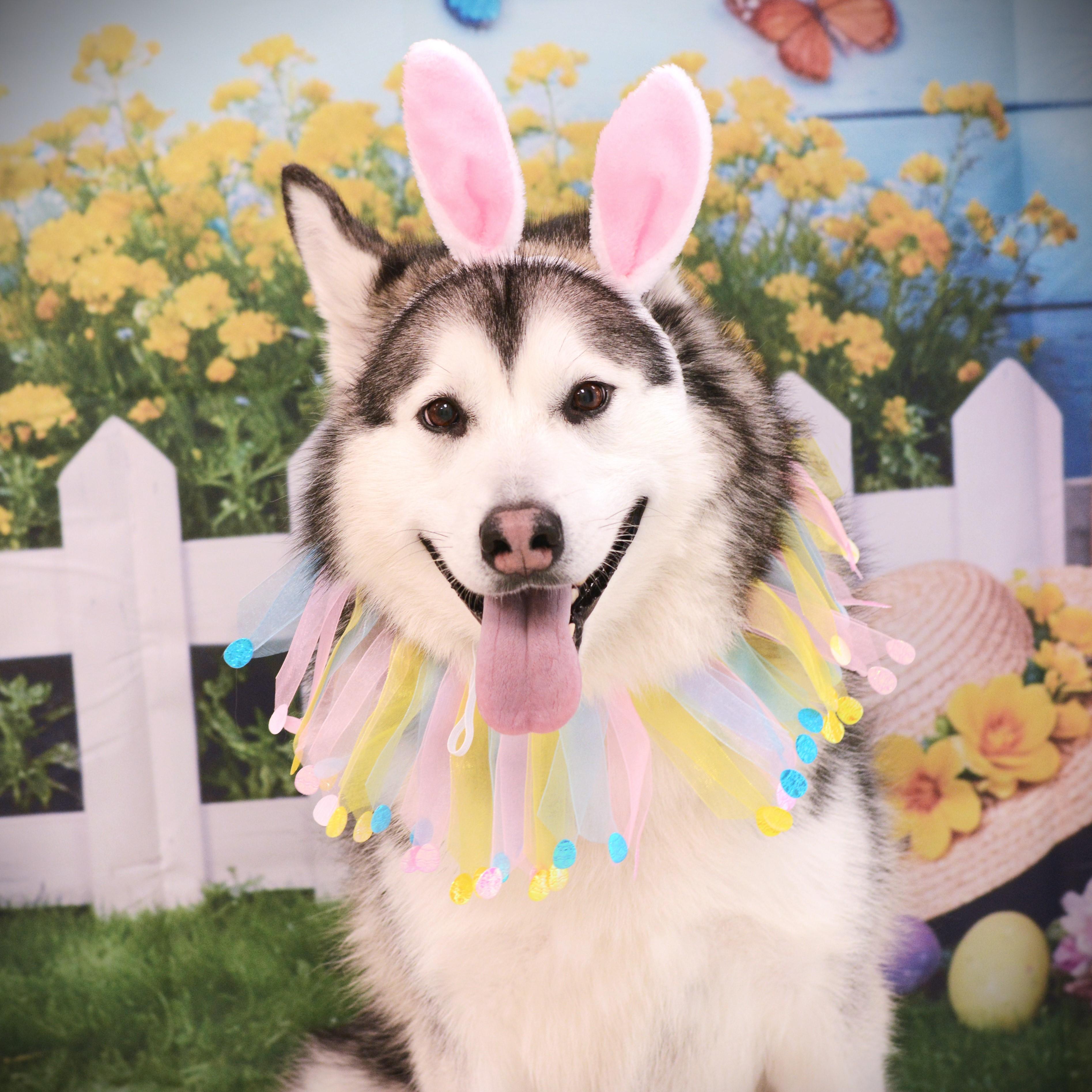Lulu, adoptable, Adult Female Husky & Alaskan Malamute.