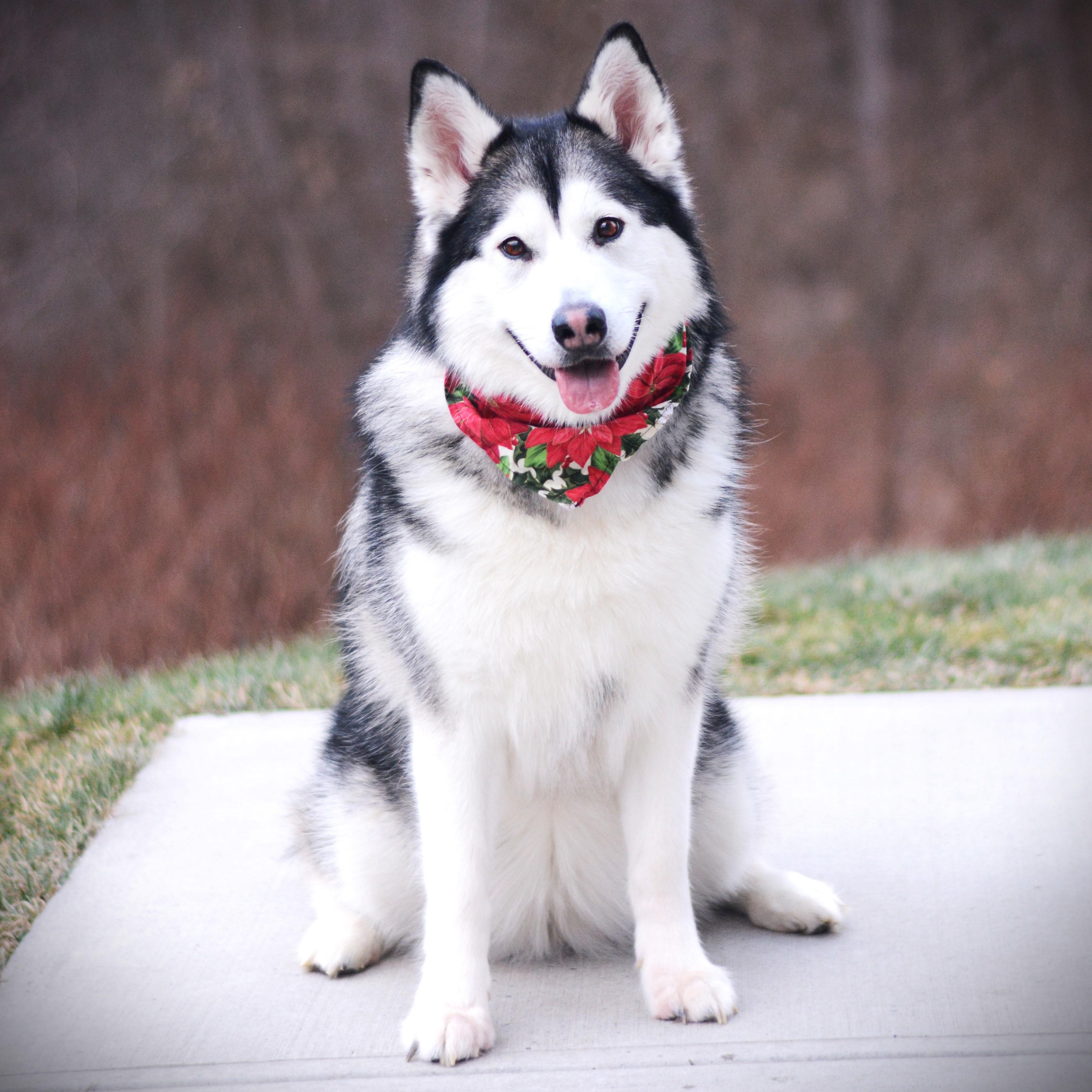 Lulu, an adoptable mixed breed in Amsterdam, NY image 2/2