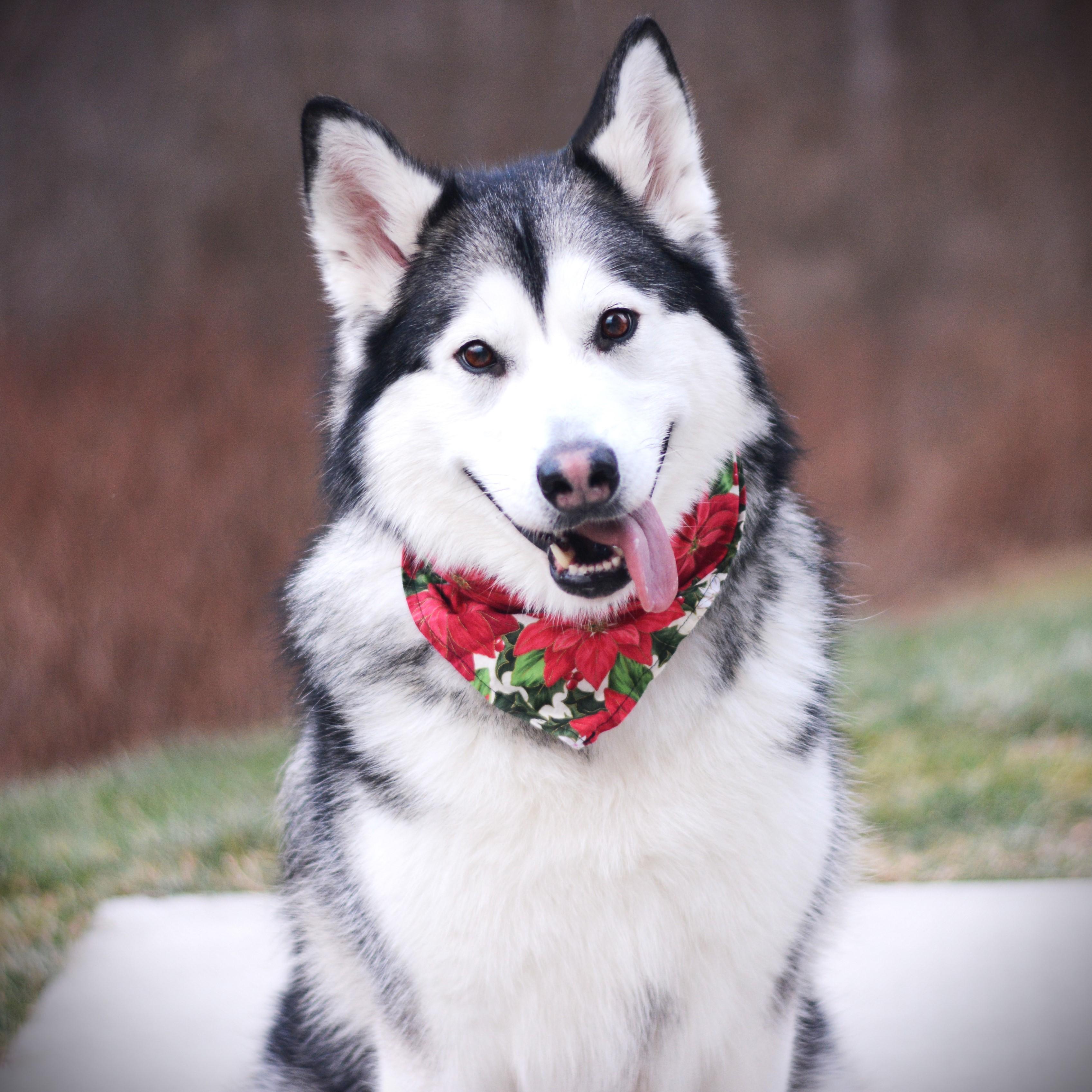 Lulu, adoptable, Adult Female Husky & Alaskan Malamute.