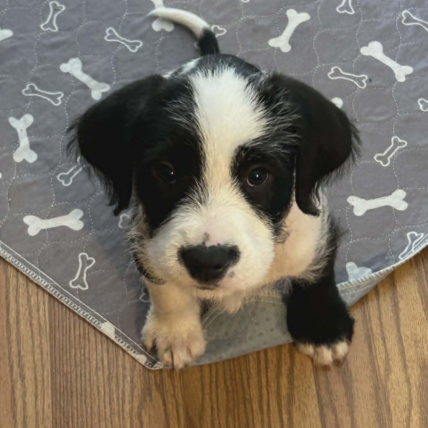 George, ADOPTABLE, Puppy Male Mixed Breed.