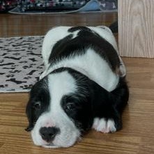 Enlarge George, a ADOPTABLE Mixed Breed in Watertown, WI image 1/3