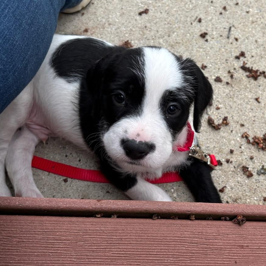 Enlarge George, a ADOPTABLE Mixed Breed in Watertown, WI image 2/3