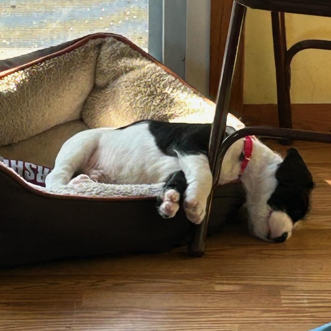 Enlarge George, a ADOPTABLE Mixed Breed in Watertown, WI image 3/3